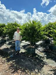 Image result for Ligustrum