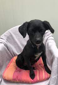 April einen kleinen gesunden rüden mutter chihuahua mischling und vater zwergspitz mischling er ist zärtlich aufgeweckt und intelligent und kann ab sofort in ein neues zuhause bei interesse. Chihuahua Mix Melody Vermittelt Tierheim Schwandorf