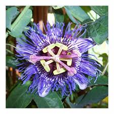 Passion Flower Nursery Uk Best Flower Wallpaper