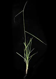 Image result for Enteropogon monostachyos