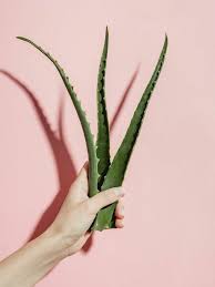 Damit die naturkosmetik lange haltbar ist, lagerst du sie am besten im kühlschrank. Schone Und Leichte Rezepte Wie Sie Aloe Vera Gel Selber Machen