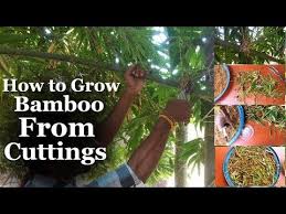 How To Grow Bamboo From Cuttings At Home Bamboo Growing Easy Tips Bamboo Care Green Bamboo Youtube Growing Bamboo Bamboo Plant Care Bamboo Care