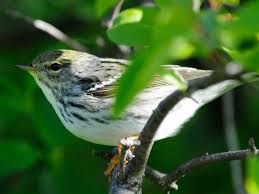 North america, the two forms are now again officially recognized as conspec. Warbler Yellow Rumped Chicago Botanic Garden