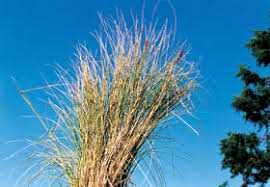 Image result for Cenchrus setaceus