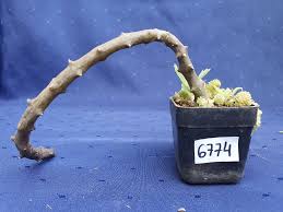 Image result for Ceropegia cimiciodora