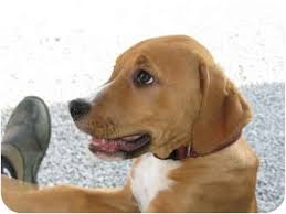 $350 (indianapolis) pic hide this posting restore restore this posting. Indianapolis In Boxer Meet Stanley A Pet For Adoption