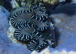 Black And White Saltwater Fish Wild Black And White Maxima Clam Marine Aquarium Ocean Creatures Saltwater Fish Tanks