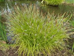 Image result for Carex cognata