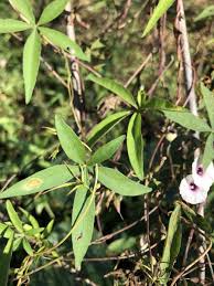 Image result for Ipomoea wightii