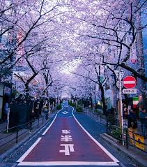 In this guide, we look at our top 10 cherry blossom spots in tokyo. Shibuya Tokyo Japan Shibuya Tokyo Japan Street Sakura Blossom Cherryblossom Nature Spring Japan Travel Photography Aesthetic Japan Japan Travel