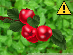 2 Best Ways To Identify Common Poisonous Berries In North