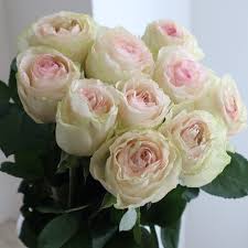 直前!】バラ ドルチェヴィータ+(白×ふちどりピンク)4-50cm程度 - 花材通販はなどんやアソシエ