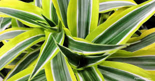 Additional perennial options include helebore (helleborus foetidus) gold bullion, a plant that features vivid lime green foliage with a fuzzy texture and flowers that bloom in late winter and early. Dracaena Lemon Lime Care Growing Dracaena Warneckii Lemon Lime