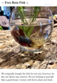 Craigslist Free Betta In Bad Conditions Charlotte Nc Aquaswap