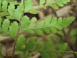 Image result for Microlepia