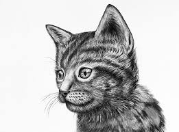 We did not find results for: Lucu Anak Kucing Gambar Cat Gambar Gratis Di Pixabay