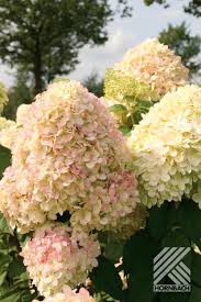 Rispenhortensie Floraself Hydrangea Paniculata Limelight H 30 40 Cm Co 15 L 30 Jahre Floraself Edition Bei Hornbach Kaufen Hydrangea Paniculata Rispenhortensie Hortensien