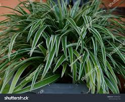 Image result for Anthericaceae