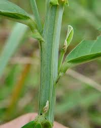 Image result for Crotalaria reptans