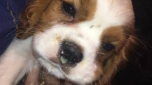 Ollie's pet boutique, ratoath, co. Wayne Pacelle On Twitter Nyc Pet Boutique Store Shuttered After Humanesociety Investigation Https T Co N07wdqnpxj
