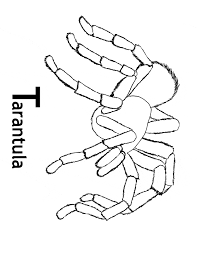The female tarantulas are bigger than their. Tarantula Coloring Free Animal Coloring Pages Sheets Tarantula