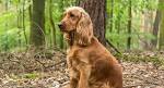 Spaniel Breeds: Identification and Photos