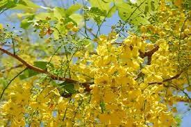 Some tree species have other scientific. Top 10 Flowering Trees In India Top List Hub
