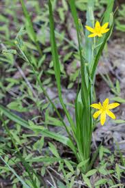 Image result for Hypoxis kilimanjarica