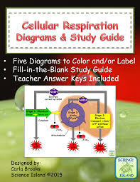 Cellular respiration vocabulary review 1. Cellular Respiration Diagrams And Study Guide Cellular Respiration Study Guide Biology Resources