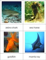 Types Of Fish Cards From Montessori For Everyone Types Of Fish Fishing Cards Fish Activities