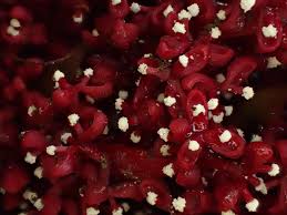 Image result for Sarcophyte