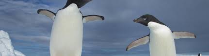 This animal has a very warm, white coat. Penguins Smithsonian Ocean