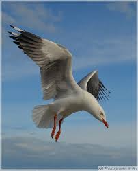 Australian Birds In Flight Images You Ll Be Flying Photo By Photographer Ann Baldock Birds Flying Birds Painting Sea Birds