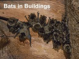 See full list on wikihow.com Bats In Buildings Bat Conservation And Management Inc