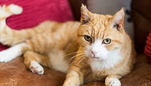 How much cat spay or neuter should cost. Cat Neutering And Cat Spaying Scheme Rspca