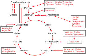 You can view more details on each measurement unit: Connections Of Carbohydrate Protein And Lipid Metabolic Pathways Boundless Biology