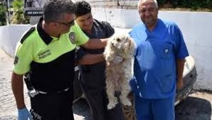 Kopek Egitim Araci Icindeki Kopek Olmek Uzereyken Kurtarildi
