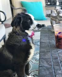 Black And White Border Collie Boxer Mix Ski Border Border Collie X American Eskimo Border Collie Nautical Dog Collie
