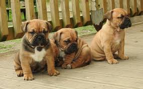 The cost of breeding english bulldogs is. Dogue De Bordeaux X English Bulldog Pups For Sale Wisbech Cambridgeshire Pets4homes