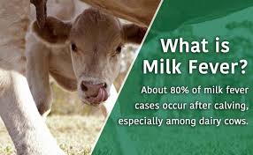 How did the farmer find his lost cow? Milk Fever In Cows Bovine Milk Fever Kauffman S