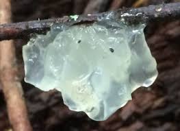 A clear jelly fungus tremella sp, with the shape and texture of melting ice. Jellies