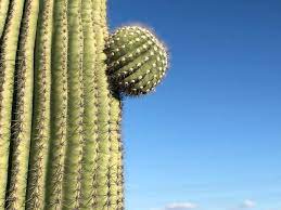 Challenge them to a trivia party! 20 Amazing Facts You Didn T Know About Cacti Cactusway
