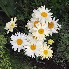 A less floriferous late summer to early fall bloom may occur. Leucanthemum X Superbum Broadway Lights Shasta Daisy Broadway Lights In Gardentags Plant Encyclopedia