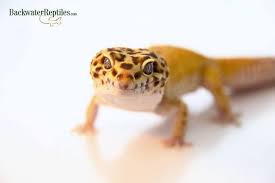 Geckos are one of the ideal reptiles for a home pet. Leopard Gecko Lifespan