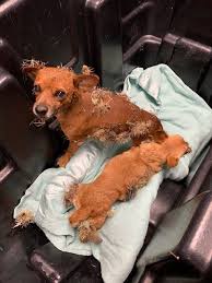 In fact, there are hundreds of individual species. Dogs In Arizona Rescued From Prickly Situation Covered In Cactus Needles Morning Wdrb Com