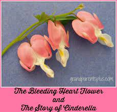 The Bleeding Heart Flower And The Story Of Cinderella Grandparentsplus Com Bleeding Heart Flower Bleeding Heart Flower Heart