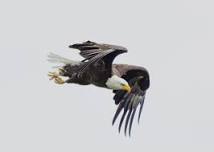 Bald Eagles in the State of Michigan