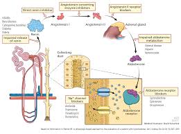 Image result for Transtubular Potassium Gradient