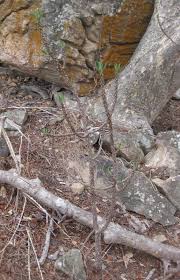 Image result for Monadenium torrei