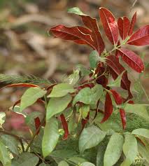 Image result for Excoecaria bussei